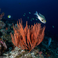 Ellisella cercidia (Ellisella Cercidia)