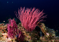 Ellisella ceratophyta (Red Sea Whip)
