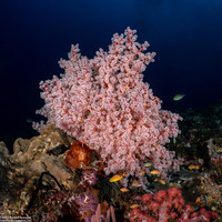 Siphonogorgia sp.2 (Siphonogorgia sp.2)