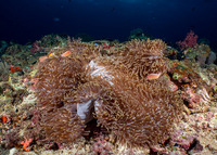 Heteractis magnifica (Magnificent Sea Anemone)