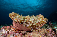 Heteractis magnifica (Magnificent Sea Anemone)