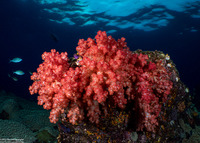 Dendronephthya sp.1 (Dendronephthya)