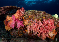 Dendronephthya sp.1 (Dendronephthya)