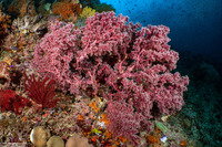 Siphonogorgia sp.2 (Siphonogorgia sp.2)