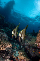 Platax teira (Longfin Spadefish)