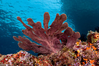 Phyllospongia papyracea (Phyllospongia Papyracea)