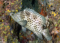 Cromileptes altivelis (Barramundi)