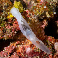 Chelidonura amoena (Lovely Headshield Slug)