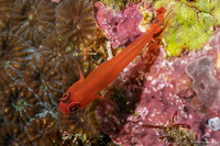 Trimma benjamini (Ringeye Pygmygoby)