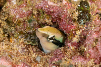 Aspidontus dussumieri (Slender Sabretooth Blenny)