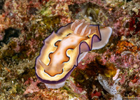 Goniobranchus coi (Co's Chromodoris)
