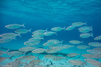 Selar boops (Oxeye Scad)