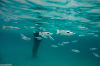 Ellochelon vaigiensis (Squaretail Mullet)