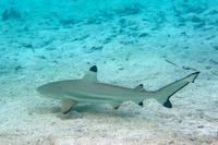 Carcharhinus melanopterus (Blacktip Reef Shark)