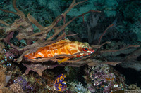 Epinephelus fasciatus (Blacktip Grouper)