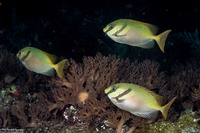 Siganus doliatus (Barred Rabbitfish)
