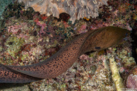 Gymnothorax javanicus (Giant Moray)