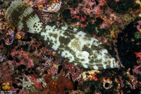 Aluterus scriptus (Scrawled Filefish)
