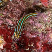 Ostorhinchus nigrofasciatus (Blackstripe Cardinalfish)