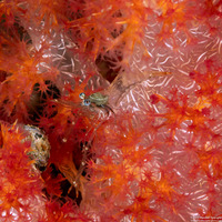 Cuapetes amymone (Blameless Cuapetes Shrimp)