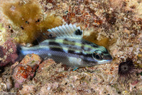 Scolopsis bilineata (Bridled Monocle Bream)