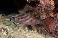 Cheilodipterus macrodon (Tiger Cardinalfish)