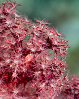 Dendronephthya sp.1 (Dendronephthya)