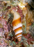 Carinomitra peculiaris (Exceptional Mitre)