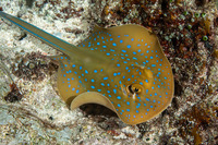 Taeniura lymma (Blue-Spotted Ribbontail Ray)