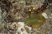 Taeniura lymma (Blue-Spotted Ribbontail Ray)