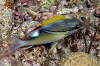 Scolopsis bilineata (Bridled Monocle Bream)