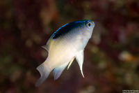 Chrysiptera rollandi (Rolland's Damsel)