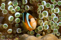 Entacmaea quadricolor (Bubble-Tip Anemone)