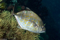 Carangoides bajad (Orange-Spotted Trevally)