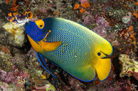 Pomacanthus xanthometopon (Yellow-Mask Angelfish)