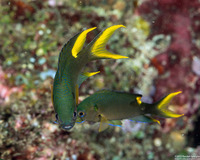 Neopomacentrus cyanomos (Regal Demoiselle)