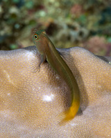 Ecsenius bicolor (Bicolor Coralblenny)