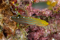 Koumansetta rainfordi (Old Glory)