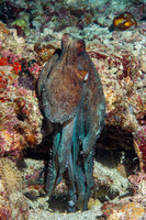 Octopus cyanea (Day Octopus)