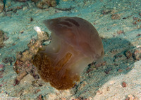 Crambione mastigophora (Rhizostome Jellyfish)