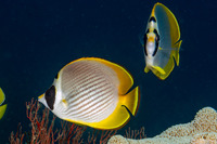 Chaetodon adiergastos (Panda Butterflyfish)