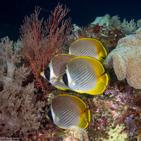 Chaetodon adiergastos (Panda Butterflyfish)