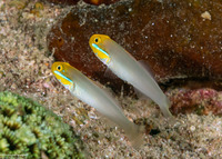 Valenciennea strigata (Bluestreak Goby)
