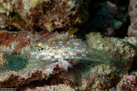 Fusigobius melacron (Blacktip Sandgoby)