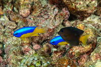 Ctenochaetus binotatus (Twospot Bristletooth)