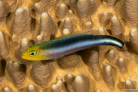 Pseudochromis bitaeniatus (Two-Lined Dottyback)