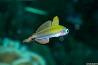 Ptereleotris evides (Twotone Dartfish)