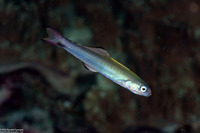 Ptereleotris evides (Twotone Dartfish)