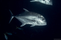 Caranx ignobilis (Giant Trevally)