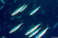 Pterocaesio tile (Bluestreak Fusilier)